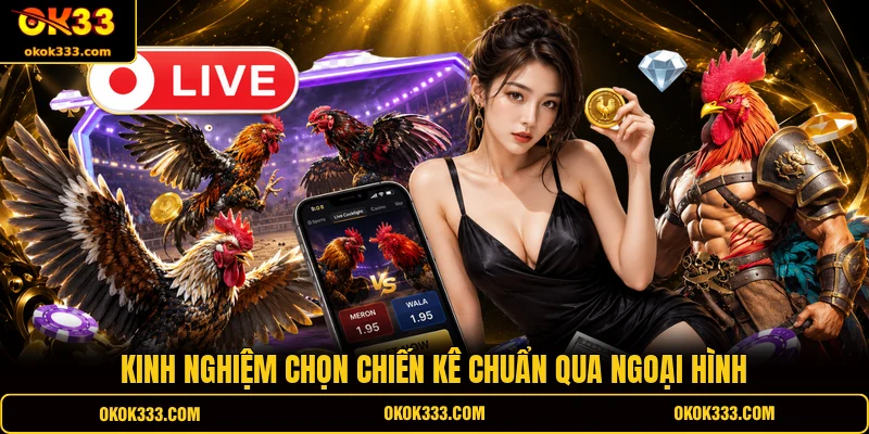Kinh nghiệm chọn chiến kê chuẩn qua ngoại hình